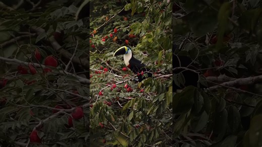White-throated toucan feeds in tropical forest