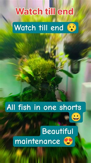 aquariums maintenance II beautiful maintenance II aquarium #shorts #viral #fish