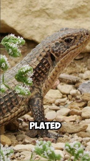 Simulating a Desert Ecosystem!