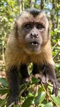 "🐒 Monkey vs 🦍 Gorilla: Epic Jungle Debate – Who’s Really the Best?" #shorts