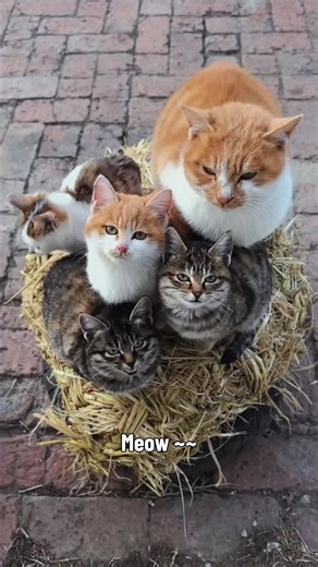 Adorable Kitty Cat Loop