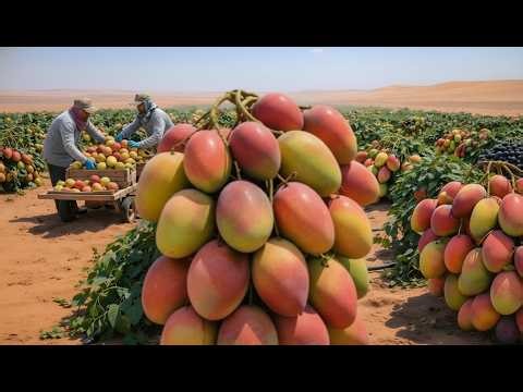 How Mangoes Grow? Complete Farm-to-Harvest Journey | FutureFlow Factory