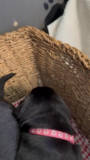 Little Spitfires! Day 19! | Spitfire Labradors