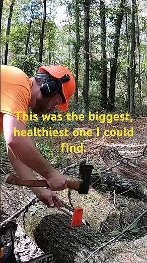 Cutting Down the Best Black Walnut I Could Find #sawmill #blackwalnut #treefelling #chainsaw #wood