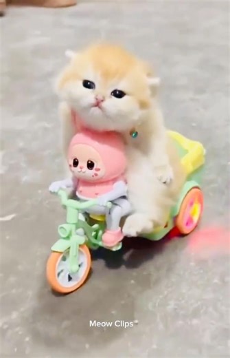 😹Funny Cute Cats🫣❤️Awww😂 #cat #catshorts