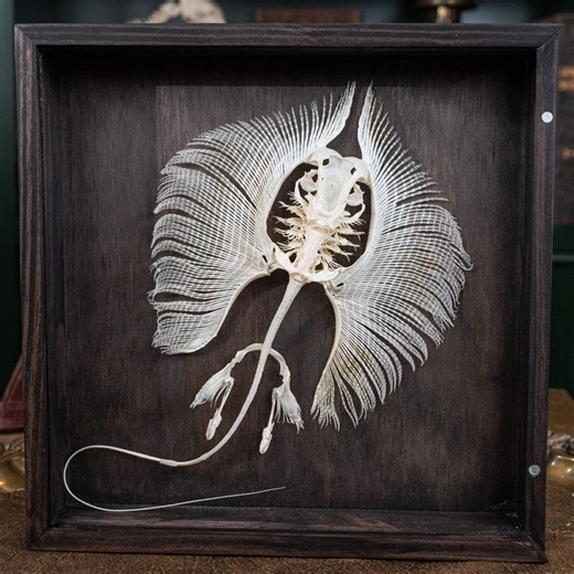 Stingray Skeleton Real Fish Taxidermy - Oddities Collector Marine Biology Gothic Decor Ocean Lover Gift - Etsy