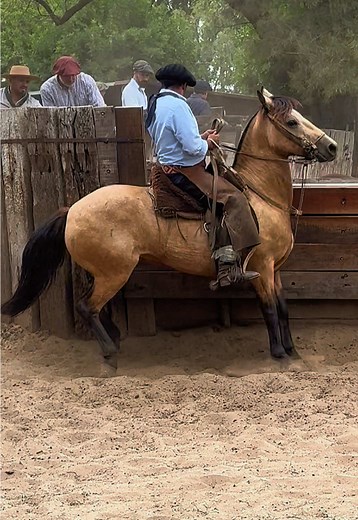 Descubre el fascinante mundo de los caballos en Argentina