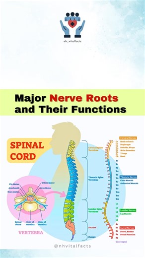 Dr. Nazmul_PT | Mastering nerve roots is key to understanding movement, diagnosis, and rehabilitation! 💪 . . . #NerveRoots #NeuroAnatomy #AnatomyLearning... | Instagram