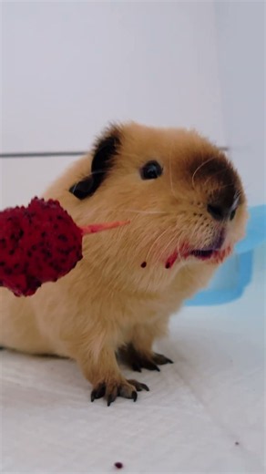 Why are chubby guinea pigs such big eaters? #snuggly. #pets. #funnyfuzzy. #animals. #bunny.