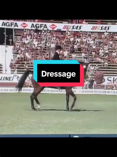 DressageHub (@dressagehub_official) - Dressage: ¿Qué ha pasado con este arte ecuestre?