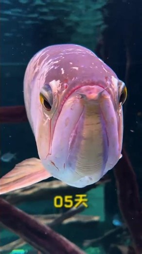 Amazing Mouthbrooder Fish #shorts #facts #fish