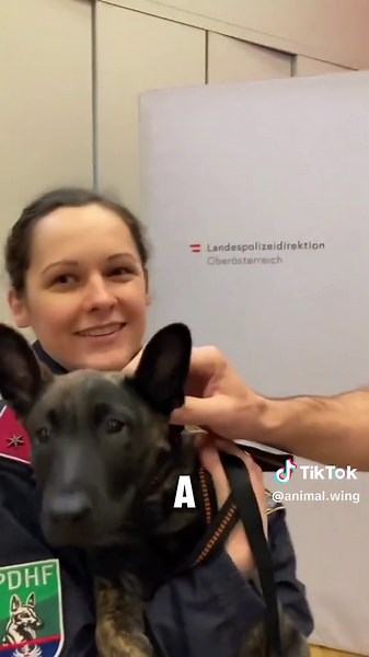 Top 3 Most Trainable Dogs for Obedience and Agility