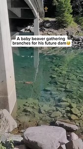 Beavers build dams by gathering branches, mud, and stones to create barriers in rivers or streams. These dams slow down water flow and form ponds, providing beavers with a safe space to build their lodges. The pond offers protection from predators, since their lodge entrances are typically underwater, and it creates a stable environment for food storage and access. Dams also benefit the ecosystem, creating wetland habitats that support a wide range of wildlife. Credit goes to @makynzie.danae Fee