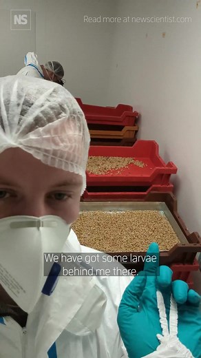 Future of Food: Exploring Ÿnsect's Vertical Insect Farm in France