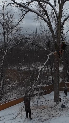 We love trimming trees and we bet you know someone who could use the gift of proper tree service. Check the first comment 💖 #TreeTrimming #SaratogaNY #LocalService | Moore's Tree Service