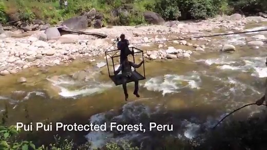 Three species of tiny frogs discovered in Peruvian Andes