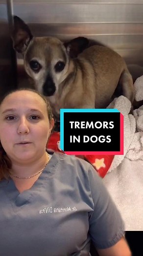 Understanding Tremors in Dogs: Causes and Symptoms Explained