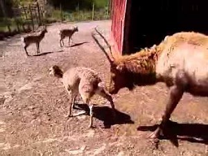 71K views · 661 reactions | A silk deer gets it from an elk | Animal World | Facebook
