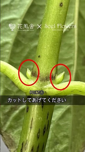 紫陽花（あじさい）の剪定方法 / プロが教えるお花の豆知識 #hydrangea #trivia #flowershop