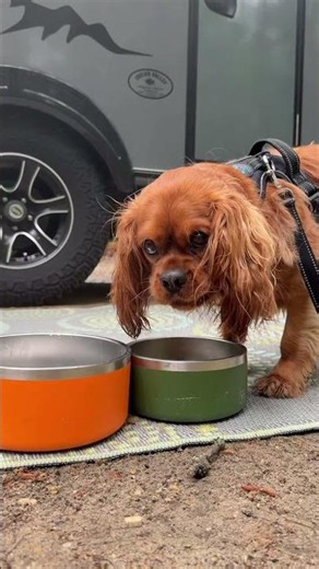 Maverick the RVing Pup
