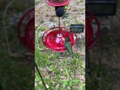 Hummingbirds at the Homestead - Ruby-throated Hummingbird Feeder Cam 04/10/2026