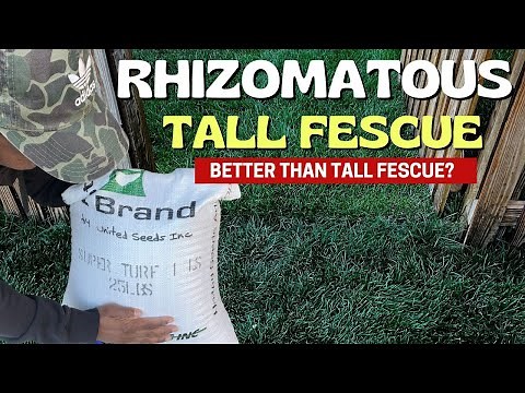 Rhizomatous Tall Fescue (RTF) - BETTER Than TTTF