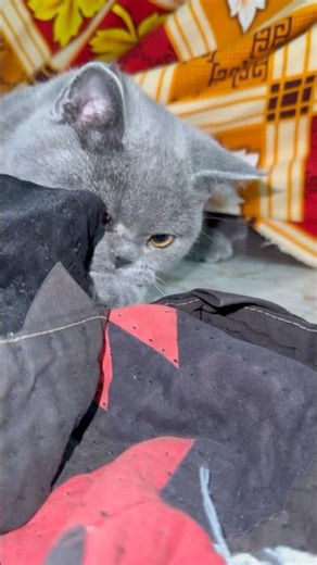 Cat Playing with Rope Like Crazy 😹🐱