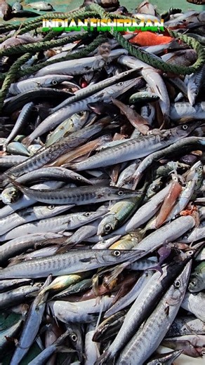 11K views · 167 reactions | Barracuda fishing in INDIAN trawler fishing | Indianfisherman CV | Facebook