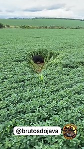 34K views · 5.8K reactions | #parceirosbrutosdojava #javali #wildhog #roça #pescaria #porcoselvagem #espingarda #calibre12 #thermal #dogoargentino #foxhound #familiarural #hog #repost #equipe #argentina #minasgerais #agro #mediterraneo #cac #goias #hunterbrasil #hunters #huntinghog #aquitemjavali #controlelegalizado #lugardepoorcoénochiqueiro | Brutos Do Java | Facebook