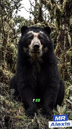El Oso de Anteojos: El Único Oso de Sudamérica 🌿
