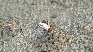 Close up shot of marine wildlife, male fiddler crab, austruca annulipes with asymmetric claws, foraging and sipping on the minerals on the sandy beach during low tide period. Stock Video