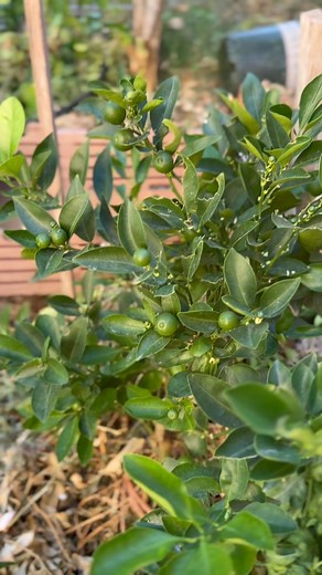 11 comments | My Calamondin Is Continuously Fruiting More Fruits Are Growing Bigger #calamondin #kalamansitree #growinguptoofast | Simplydeday | Facebook