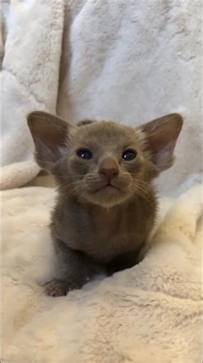 Ranking Top 10 Random Cat Moments 😹 #cat #funny