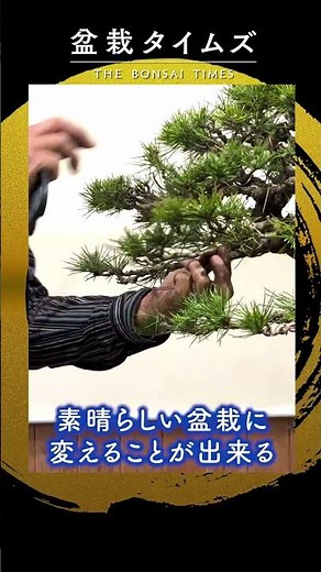 [Black Pine] The appeal of bonsai