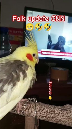 hiburan | falk update CNN #parkitaustralia