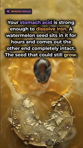 Watermelon Seed Survives What Dissolves Metal