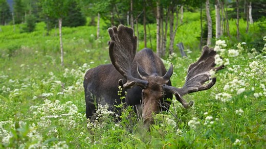 エルク：自然の優雅な野生の鹿のクローズアップ映像