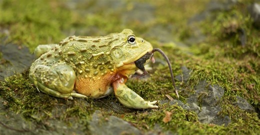 How an African Bullfrog Exhausted a Deadly Boomslang While Barely Moving