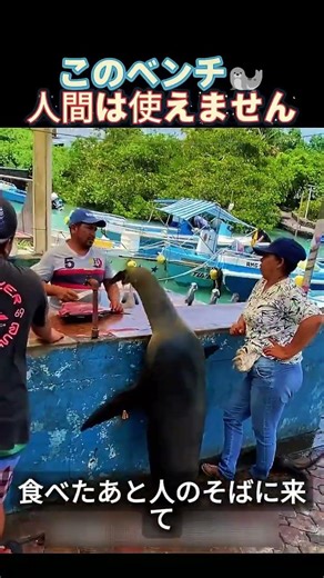 えっ、動いてない！？アシカの“昼寝”には理由があった🦭