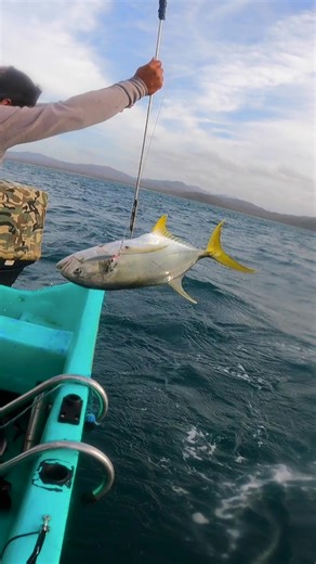 Fat jacks are a prized catch here in Nicaragua! #jackcrevalle #jackcrevallefishing #trolling #offshoretrolling #rapalaxrap #offshorefishing #offshorejunkie #nicalife #explorenicaragua #travelnicaragua #pescanica #fishingnicaragua #sportfishing #pescariaesportiva #pangaboats #pangafishing
