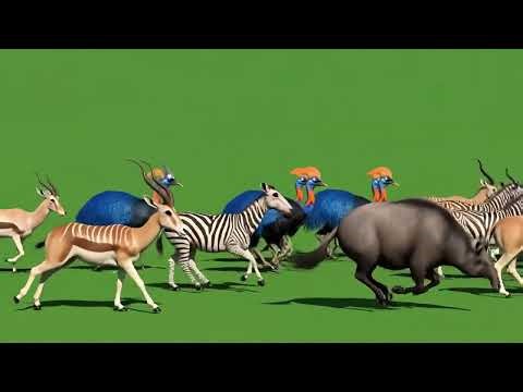 Insane Animal Stampede Green Screens 2026 | All Animals Running In One Frame