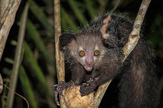 Meet the aye-aye: the world’s strangest primate feared as an omen of death