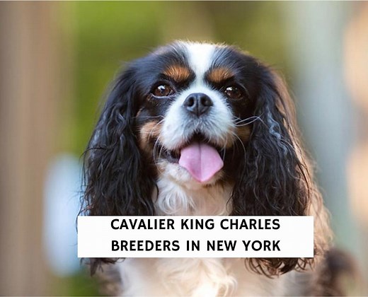 7 Best Cavalier King Charles Breeders in New York! - We Love Doodles