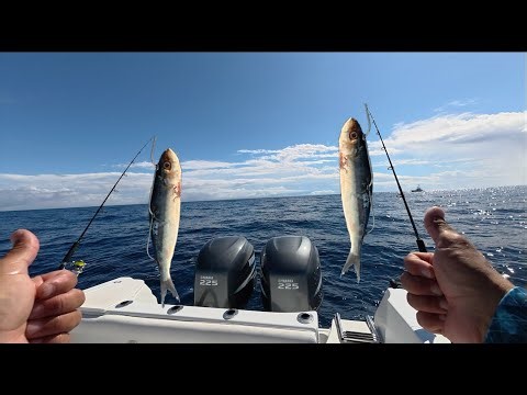 Simple How To Catch Mutton Snapper Using Frozen Bait In The Florida Keys