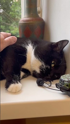 Super Purr. Purring Cat sound for Relaxation evening. Relaxing video for sleep. Sweet Cat Purr