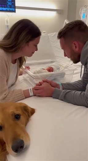 Our Loyal Friend Watching Over the Baby.