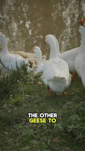 The Flying V-Formation! #geese #animalfacts