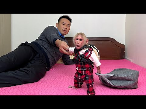 Bibi is hungry and wants his dad to take him to breakfast