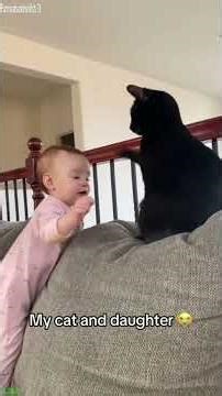 Funny Cats 2025 😸 #cat 🐱 # #8770