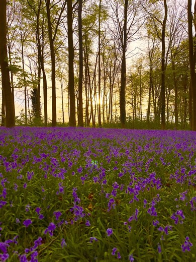 6.6K views · 187 reactions | Hyacinthoides is a genus of flowering plants in the family Asparagaceae, known as bluebells…...#bluebells #springflowers #spring #springtime #nature #naturephotography #naturelovers #travelphotography #travelblogger #travelgram #sunrise #germany #deutsch #deutschland #photooftheday #photography | The amazing places | Facebook